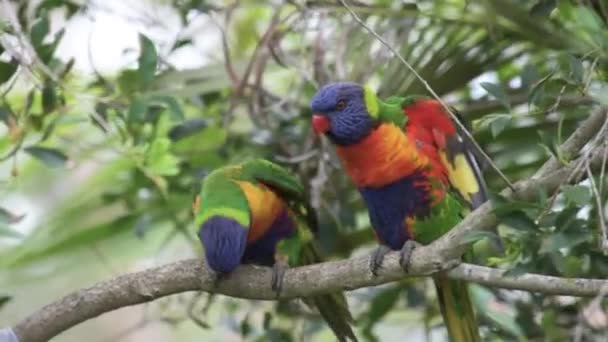 Pair Rainbow Lorikeet Birds Perched Tree Alert Looking — Stok video