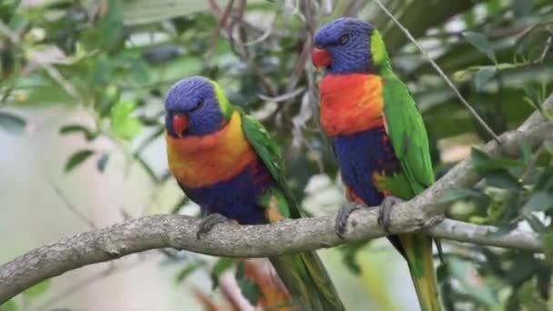 Pair Rainbow Lorikeet Birds Side Side Branch Yawning Going Sleep — стокове відео