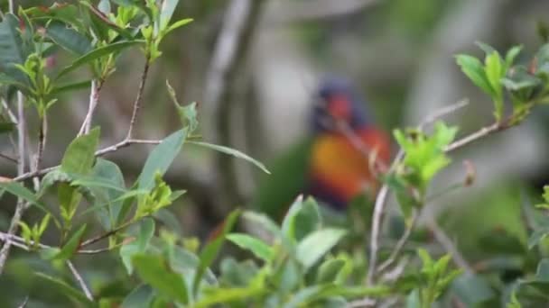 Pull Focus Reveal Solitary Rainbow Lorikeet Bird Sitting Tree Tilting — Αρχείο Βίντεο