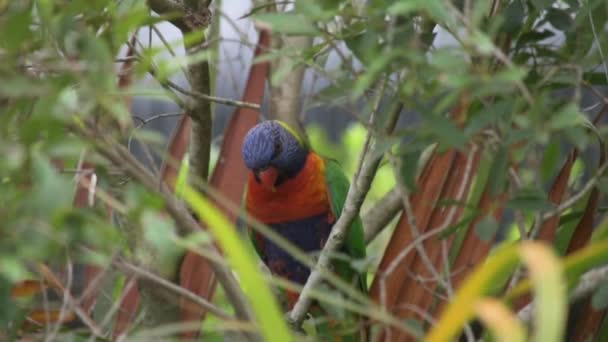 Single Curious Rainbow Lorikeet Bird Looking Foliage Tree — ストック動画