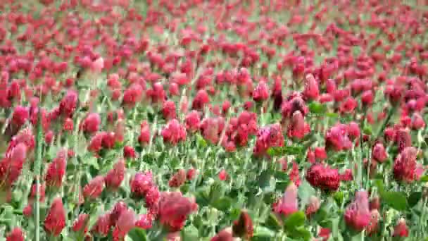 Meadow Italian Clover Trifolium Incarnatum Plants Waving Summer Breeze — стоковое видео