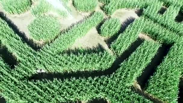 Aerial Tilt Interior Corn Maze Reveal Train Tracks Farmland Ronks — Wideo stockowe