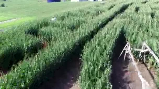 Aerial Low Angle Pass Corn Maze Continuing Farm Buildings Ronks — Αρχείο Βίντεο