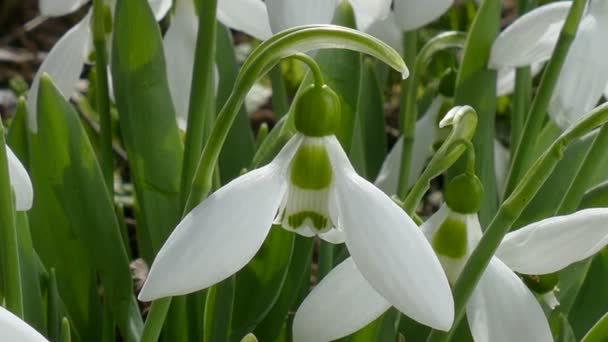 Snowdrops Blossoming Spring Coming — Stockvideo