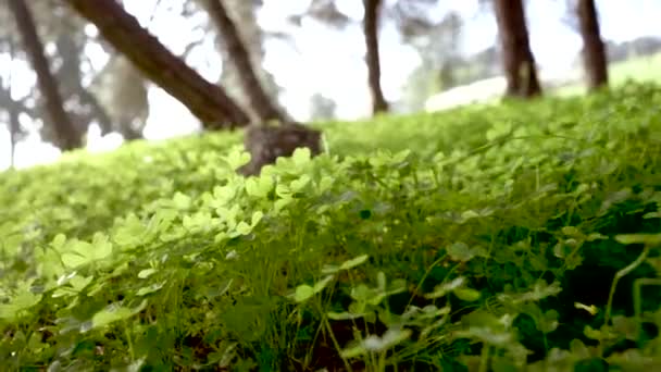 Natur Dagsljus Landsbygd Gräs Blommor Filial Resor Solig Stam Träd — Stockvideo