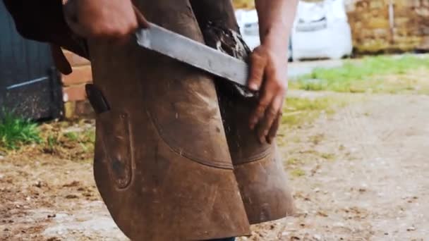 Farrier Using Wasp File Young Horses Hoof Ready Fresh Set — Stock Video