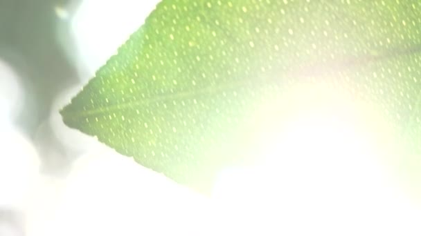 Słońce Świecące Przez Liść Drzewa Cytrynowego — Wideo stockowe