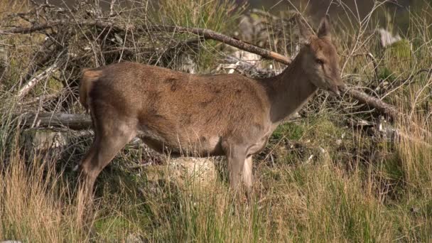 Red Deer Hind Scratching Itch Close Sunny Day Scotland – stockvideo