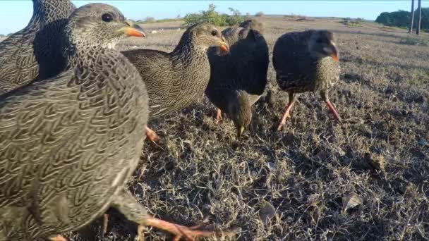 Male Female Cape Spurfowl Pecking Seeds Early Morning Close — Stock video