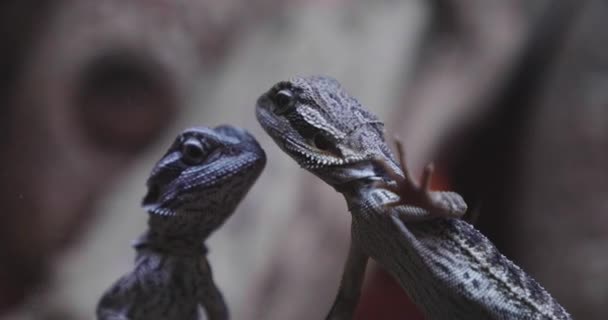 Two Bearded Dragons Looking Out Terrarium — Stockvideo