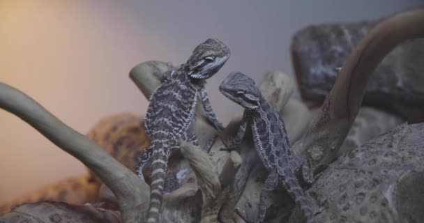 Two Bearded Dragons Sitting Branch Terrarium One Runs Away Slow — Vídeos de Stock