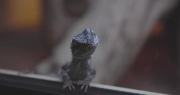 Bearded Dragon Looking Out Its Terrarium — ストック動画