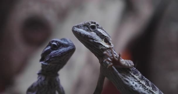 Dos Dragones Barbudos Mirando Desde Terrario Cámara Lenta — Vídeos de Stock