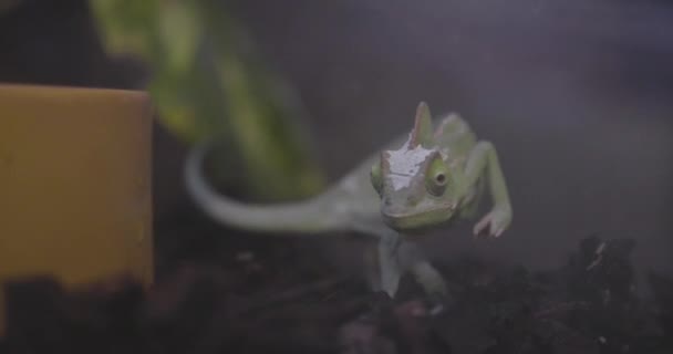 テラリウム内のベールシャメロン Chamaeleo Calyptratus 水のボウルを歩いています — ストック動画