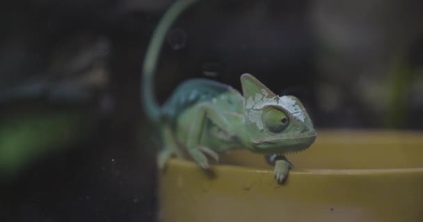 Veiled Chameleon Chamaeleo Calyptratus Its Terrarium Walking Its Water Bowl — ストック動画