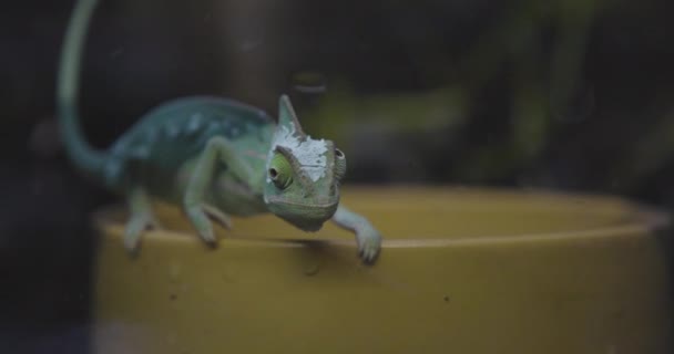 Veiled Chameleon Chamaeleo Calyptratus Its Terrarium Standing Water Bowl Slow — Vídeo de Stock