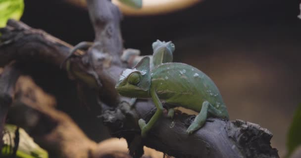 Two Veiled Chameleons Chamaeleo Calyptratus Terrarium Standing Branch Slow Motion — ストック動画