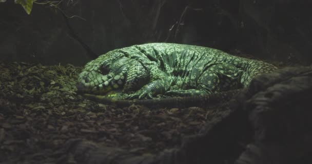 Monitor Lizard Asleep His Terrarium — Stock video