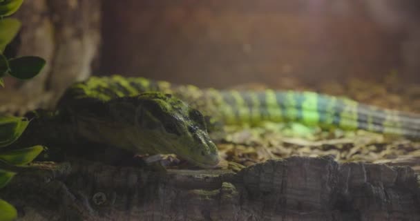 Varanus Cumingi Lizard Basking Her Sun Bulb — Αρχείο Βίντεο