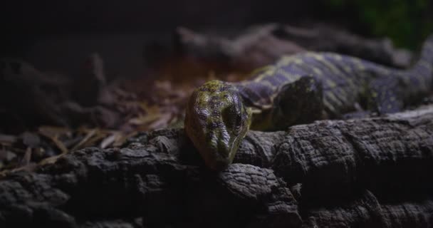 Varanus Cumingi Lizard Her Terrarium — Αρχείο Βίντεο