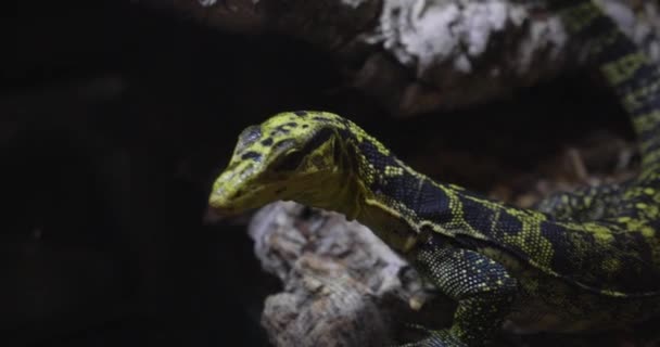 Curious Varanus Cumingi Lizard — Stock video