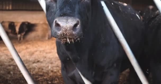 Close Black Cow Eating Trough Working Farm — Wideo stockowe