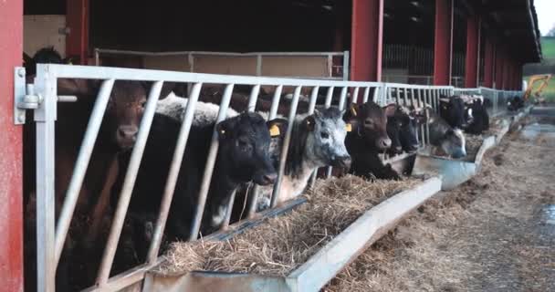 Young Cows Eating Morning Feed Working Livestock Farm — Stockvideo