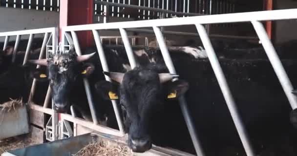 Krávy Jedí Koryta Rušné Živočišné Farmě — Stock video