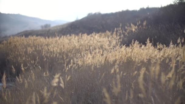 Dried Grass Wind Late Winter Camp — Stock video