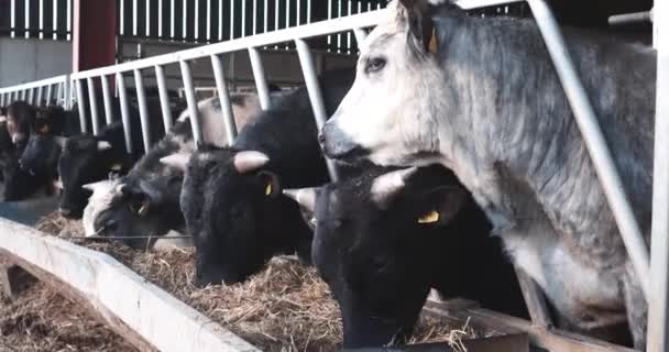 Νεαρές Αγελάδες Που Τρέφονται Ένα Ηλιόλουστο Απόγευμα — Αρχείο Βίντεο