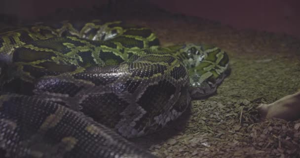 一条大蟒蛇睡在她的水族馆里 — 图库视频影像