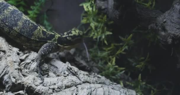 Varanus Cumingi Lizard Eating Mouse — Video Stock
