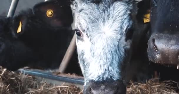 Close Young Cow Eats Its Morning Feed — Stockvideo
