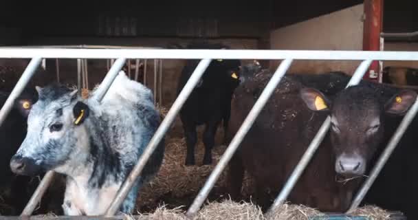 Heard Cows Eating Trough Early Morning Working Farm — Vídeo de Stock
