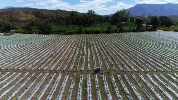 Flying Crop Field San Juancito Honduras — Stockvideo