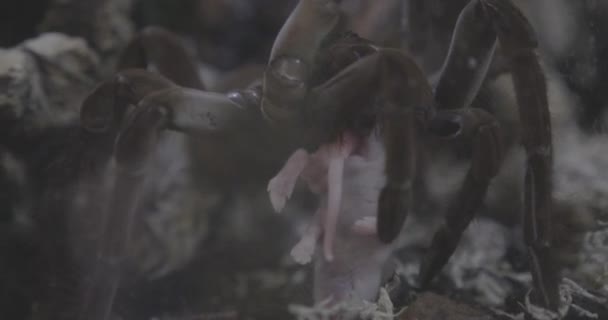 Close Tarantula Eating Mouse Crawling — Stockvideo