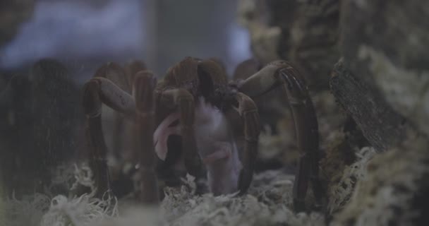 Tarantula Eating Mouse Pretending Blow Wind Throw Predators — Αρχείο Βίντεο