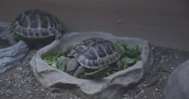 Tortoise Eating His Lunch Slow Motion — Stockvideo