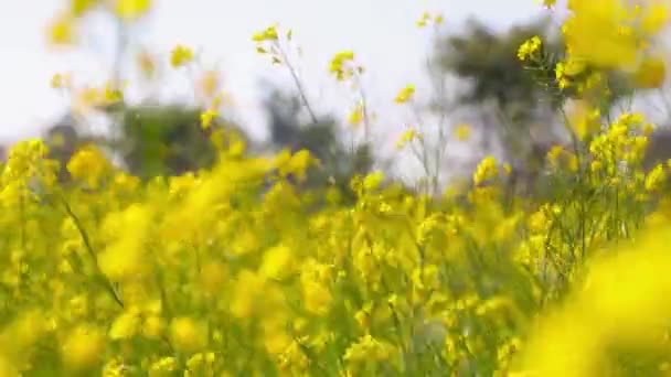 农场里成熟的芥末作物 一只虫子坐在芥末花上 — 图库视频影像