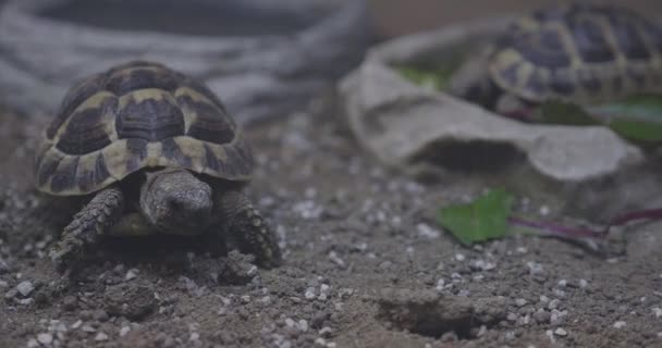 Tortoise Walking His House — Αρχείο Βίντεο