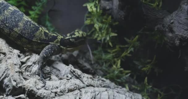 Varanus Cumingi Lizard Eating Mouse Slow Motion — стоковое видео