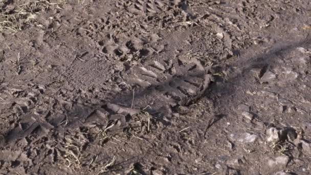 Muddy Footprint Ground — Vídeos de Stock