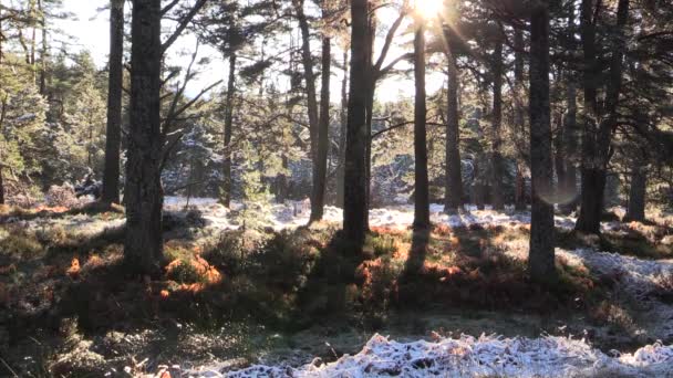 Snow Thawing Pine Trees Bright Sunshine — Stock Video