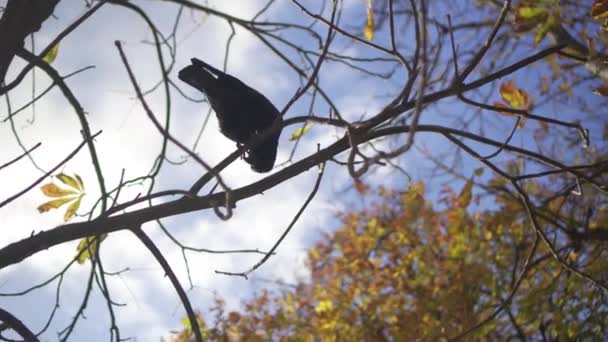 Corvo Degli Uccelli Seduto Sull Albero — Video Stock