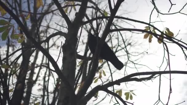 Πουλί Κρόου Κάθεται Στο Δέντρο — Αρχείο Βίντεο