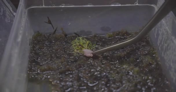 Ceratophrys Cranwelli Frog Eating Mouse — Stock Video