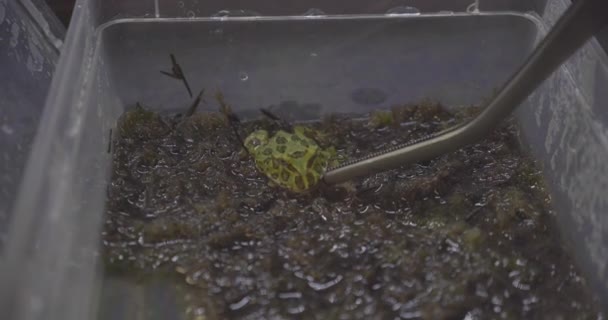 Ceratophrys Cranwelli Frog Eating Mouse Slow Motion — Video Stock