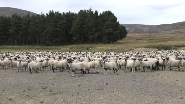 Schafherde Zum Tauchen Versammelt — Stockvideo