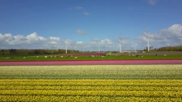 Aerial View Tulip Fields Dronten Felvoland Netherlands Wind Turbines Cows — Stok video