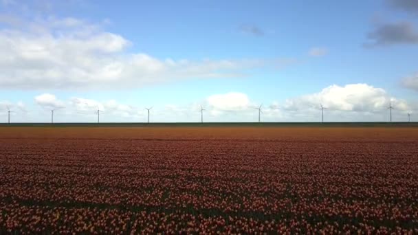 Aerial View Tulip Fields Dronten Netherlands Wind Turbines Background — Vídeo de Stock